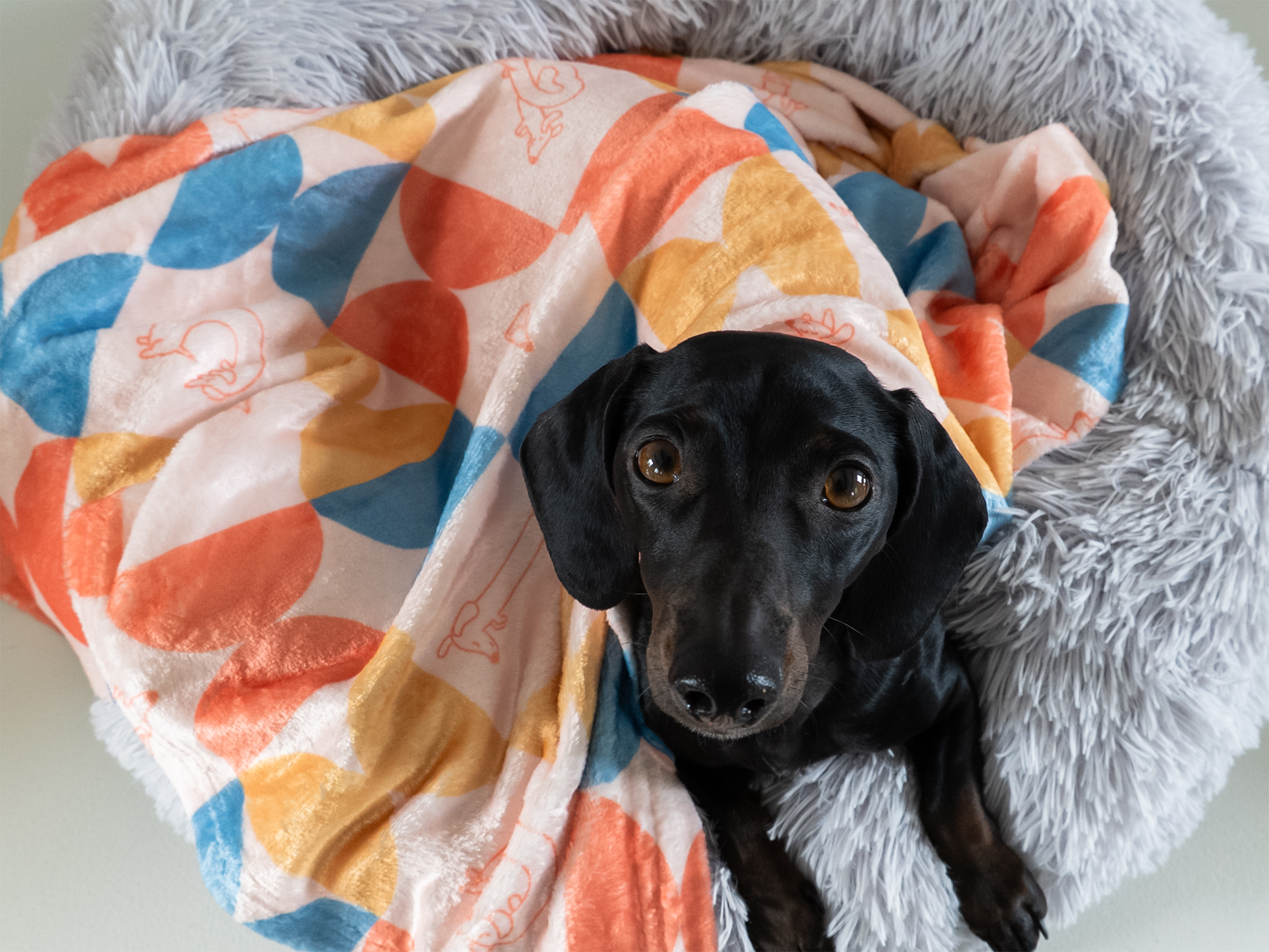 Kuscheldecke mit Retro-Dackelprint – Bild 7
