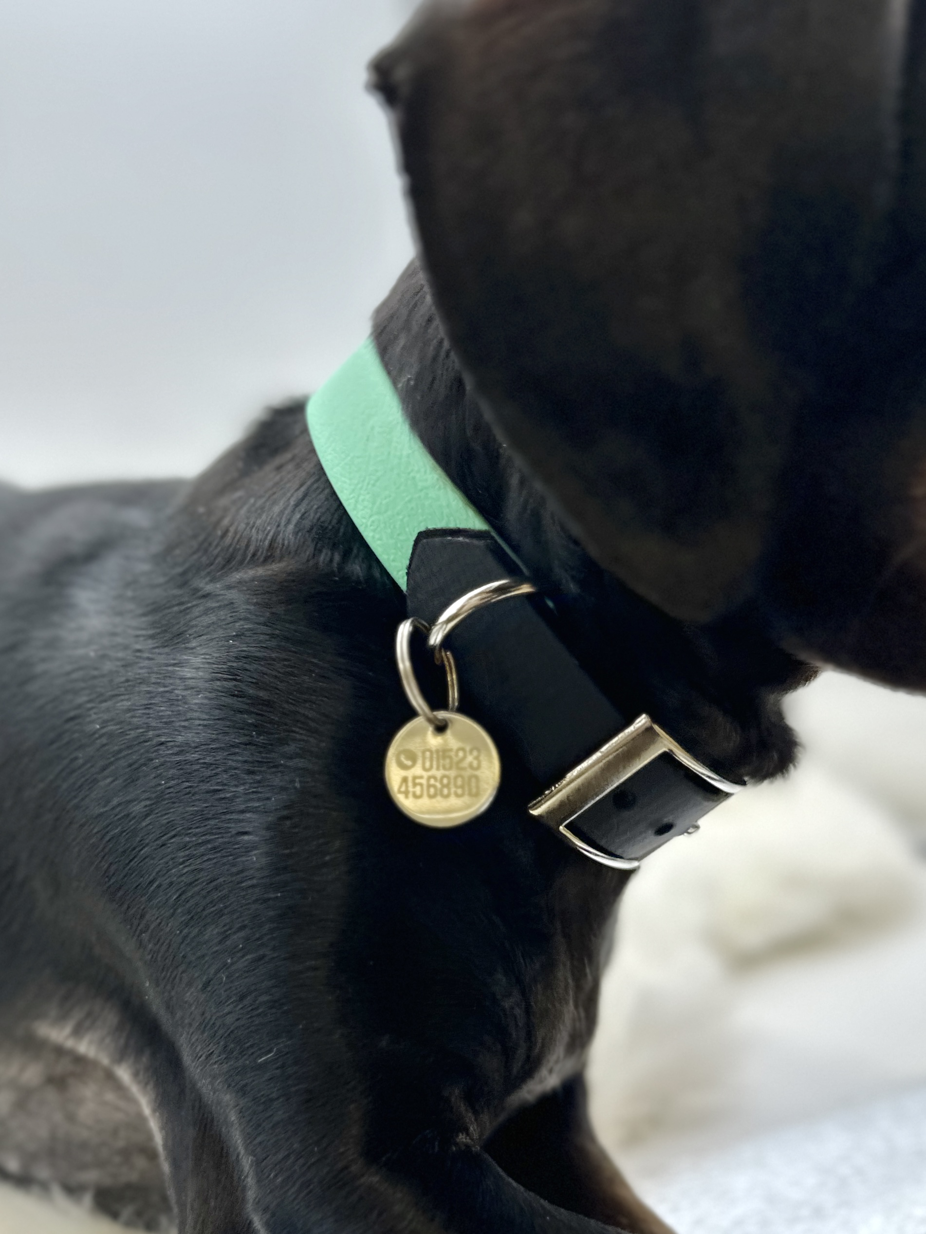 Gravierte Hundemarke – Bild 6