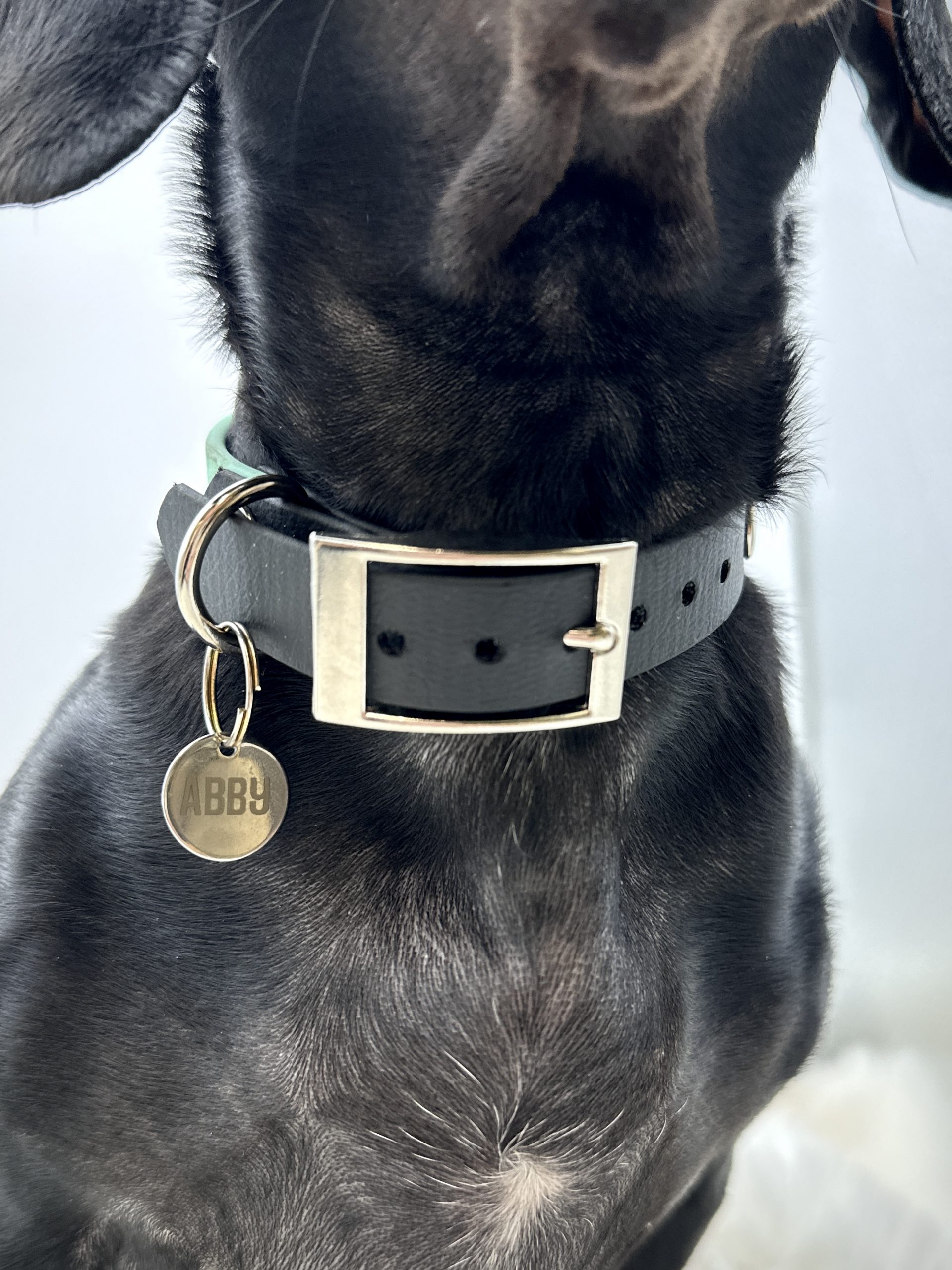 Gravierte Hundemarke – Bild 8