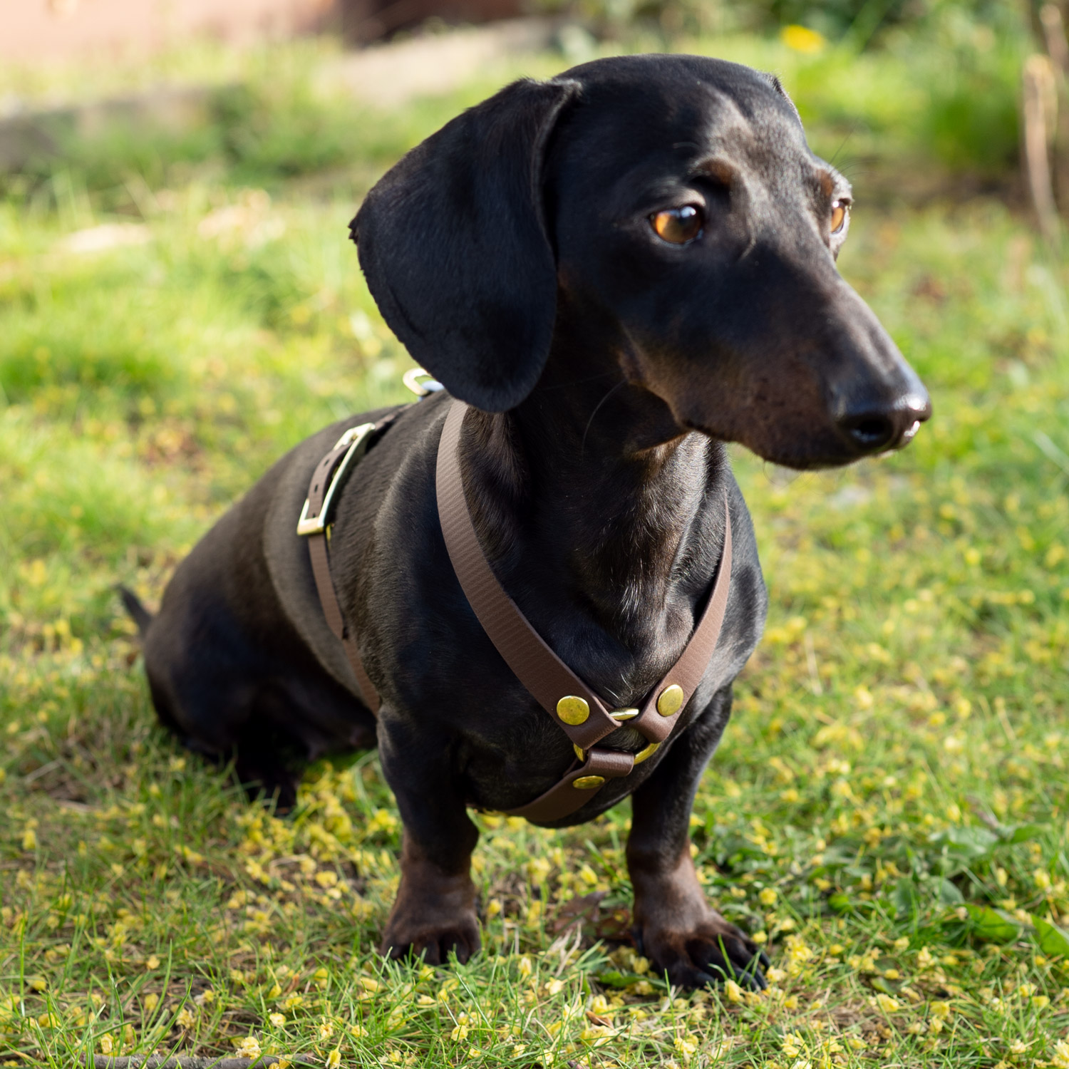 BioThane® Hundegeschirr „Lotti“ – Bild 4