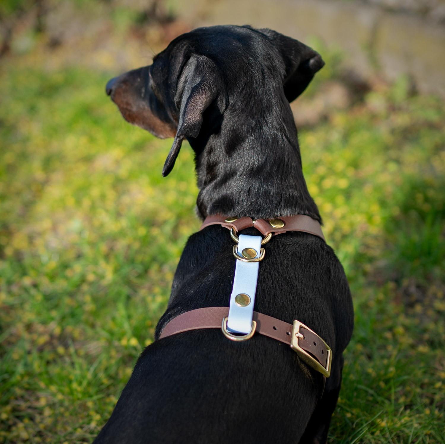 BioThane® Hundegeschirr „Lotti“ – Bild 5