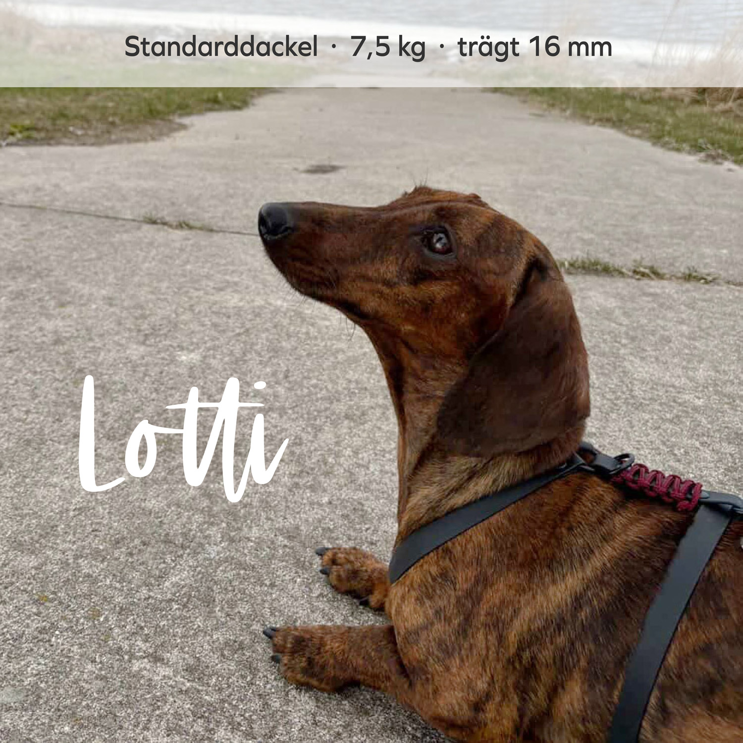 BioThane® & Paracord Hundegeschirr „Wilma“ – Bild 8