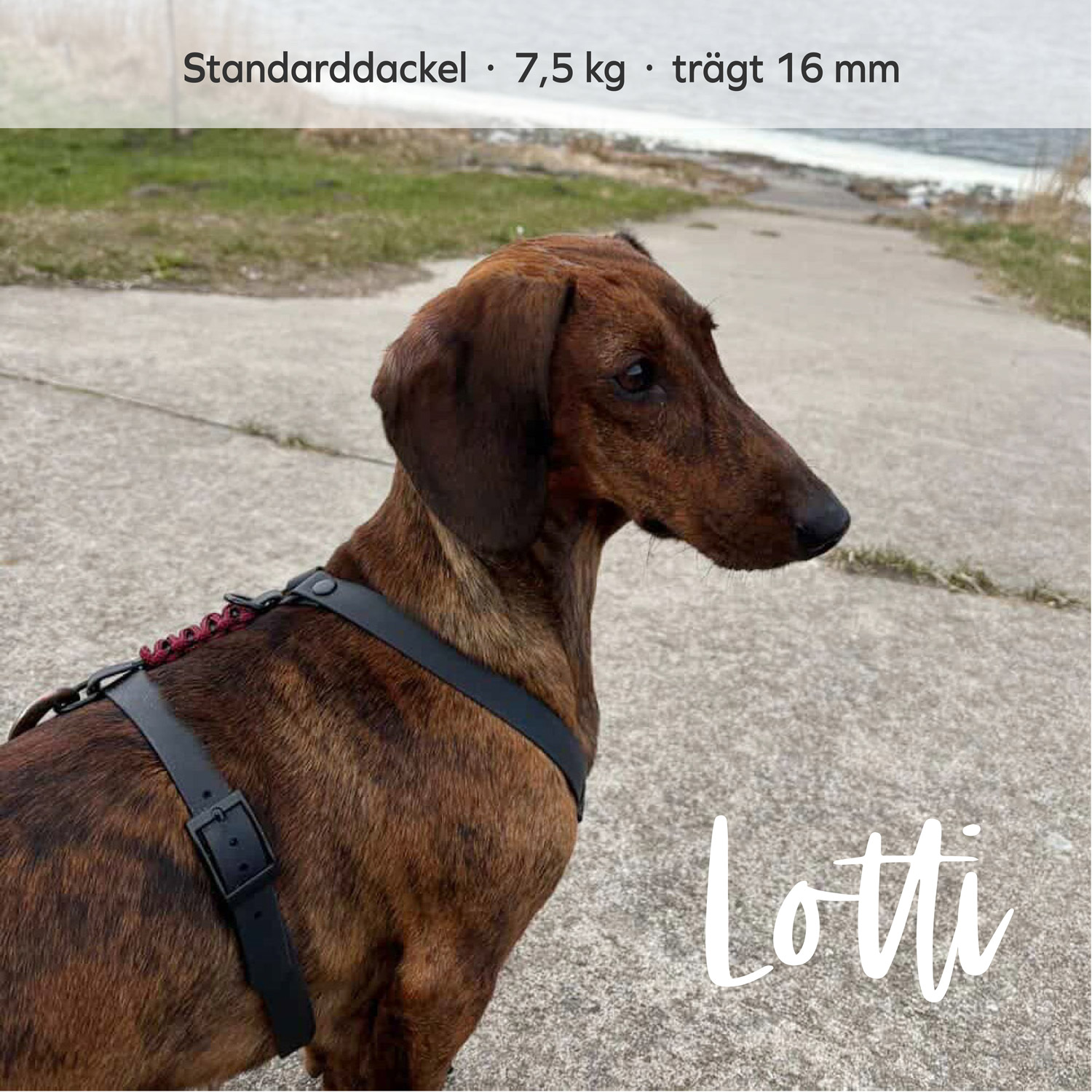 BioThane® & Paracord Hundegeschirr „Wilma“ – Bild 7